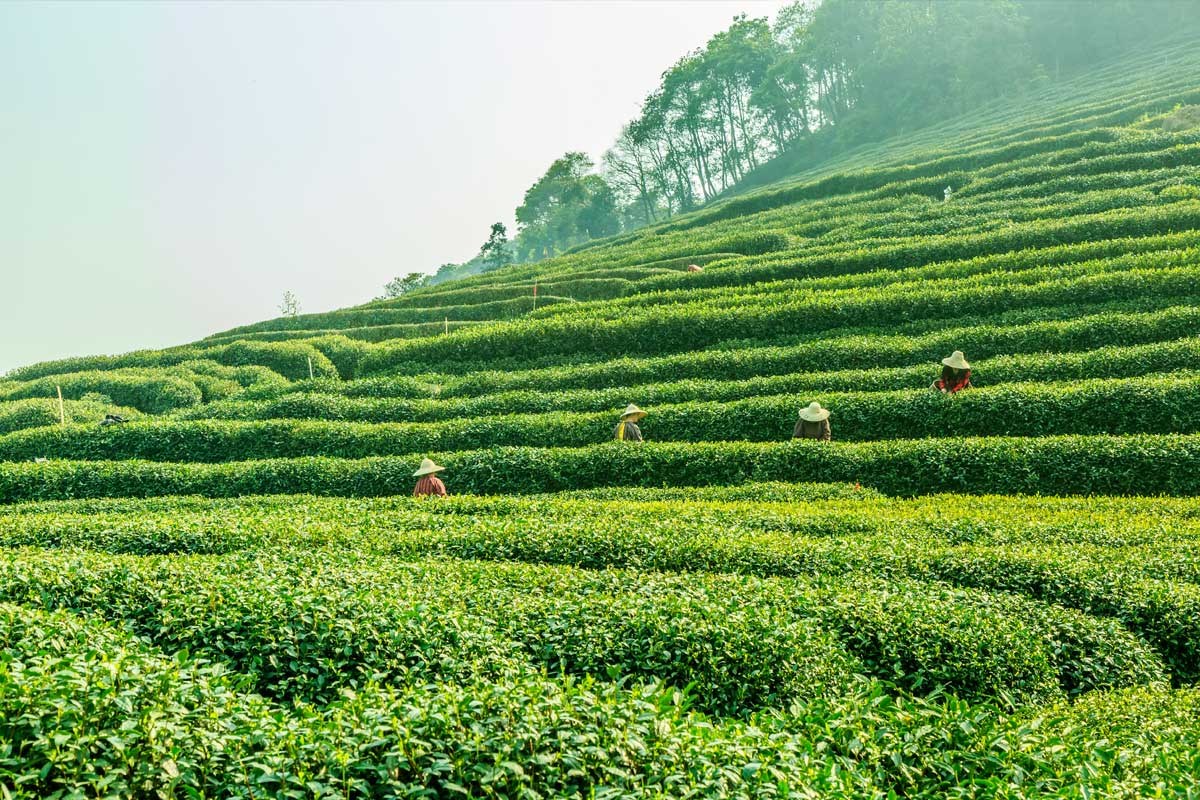 plantation